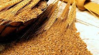 الحكومة توضح حقيقة التعثر في سداد مدفوعات القمح المستورد