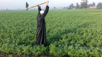 البنوك تطلق فعاليات "عيد الفلاح" تحت مظلة الشمول المالي..الأحد المُقبل