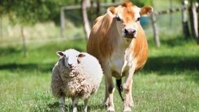 البنوك تتيح شراء وتقسيط صك الأضحية